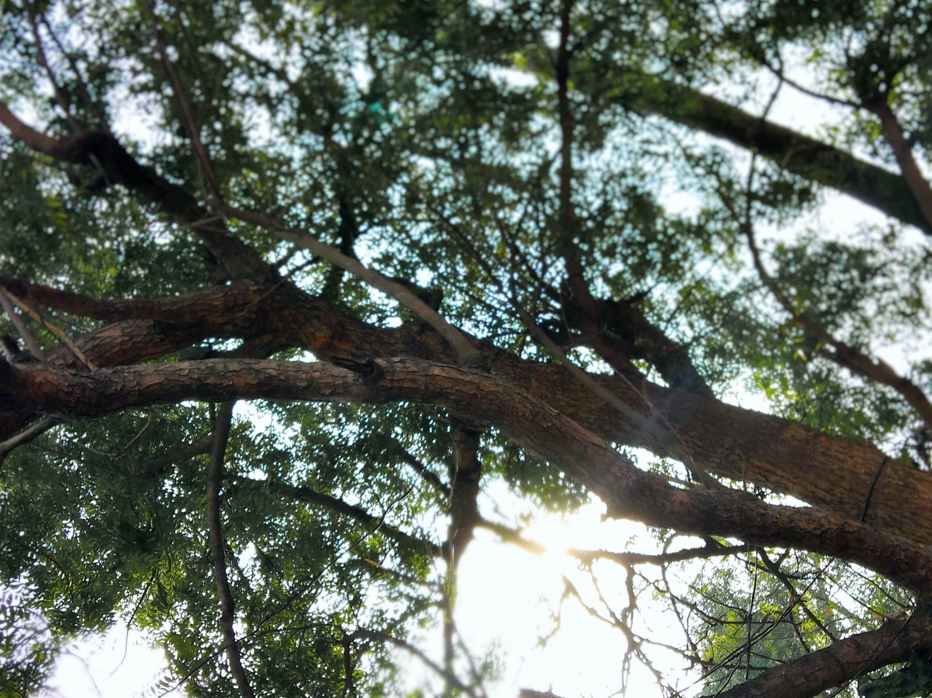 nature sun tree Image