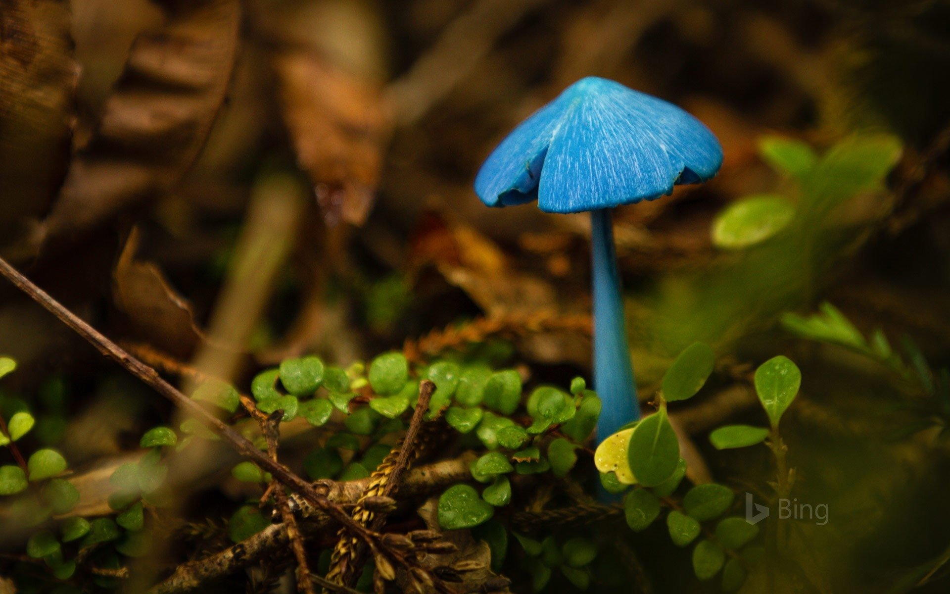  Mushroom Mahinapua, New Zealand