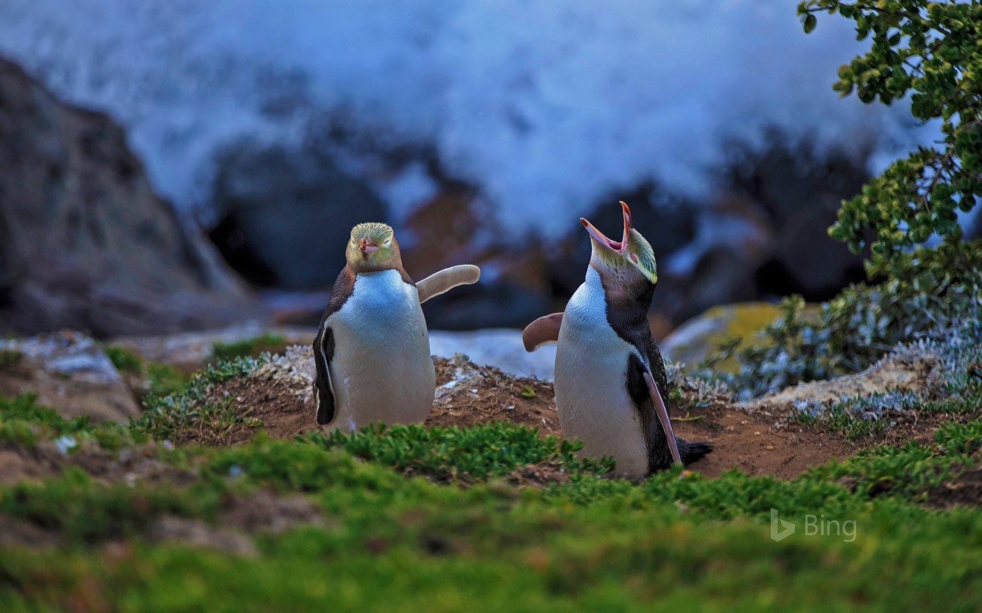 Yelloweyed Penguins at Katiki Point, Moeraki, New Zealand Image ID