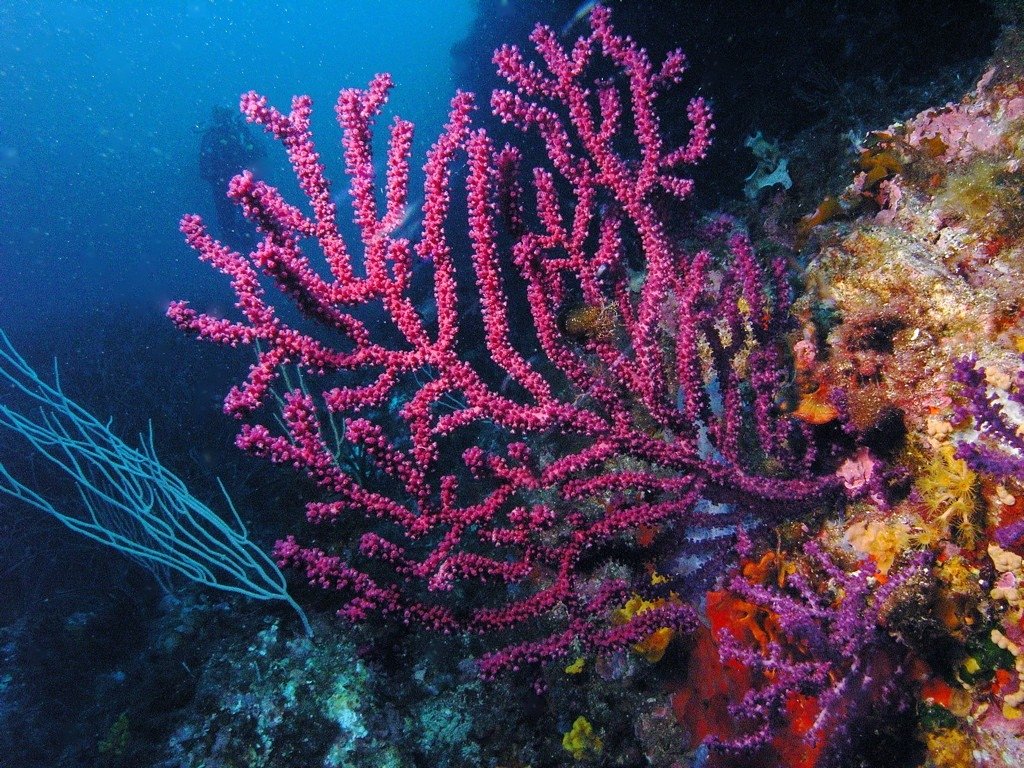 Coral Picture. 
