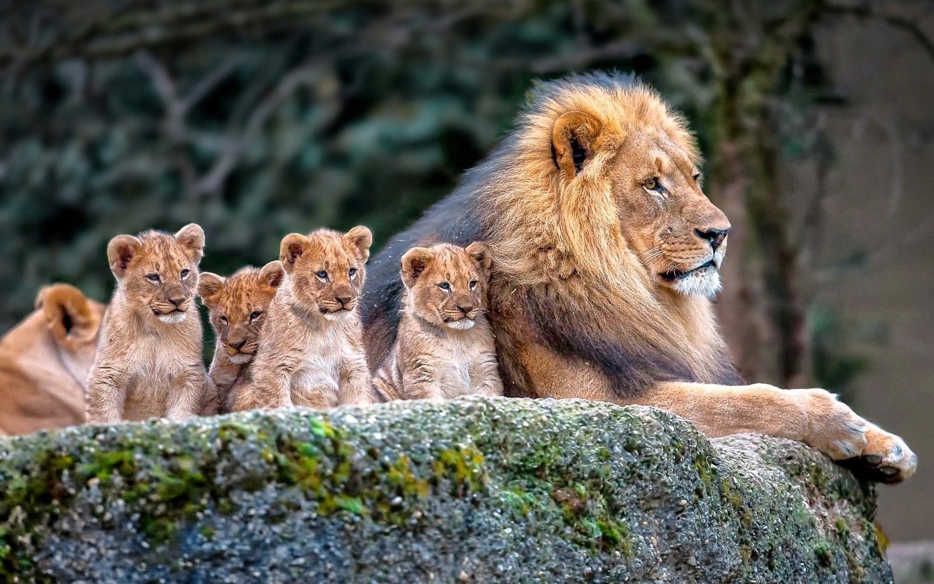A lion rests on a rock while five playful lion cubs sit beside him, showcasing a tender moment between the majestic animal and its young.