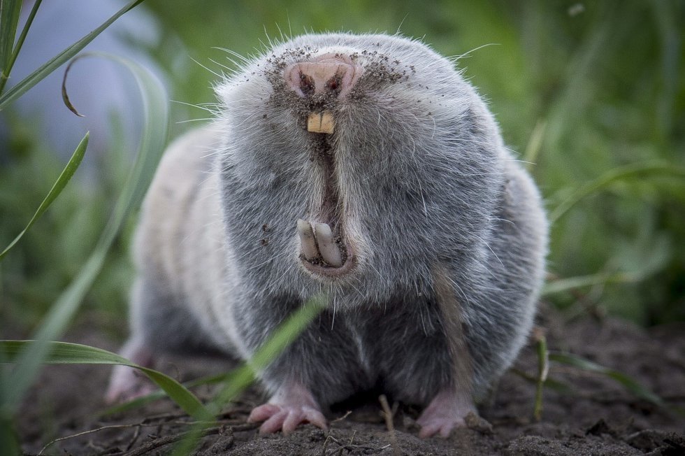 lesser-mole-rat-image-id-308656-image-abyss