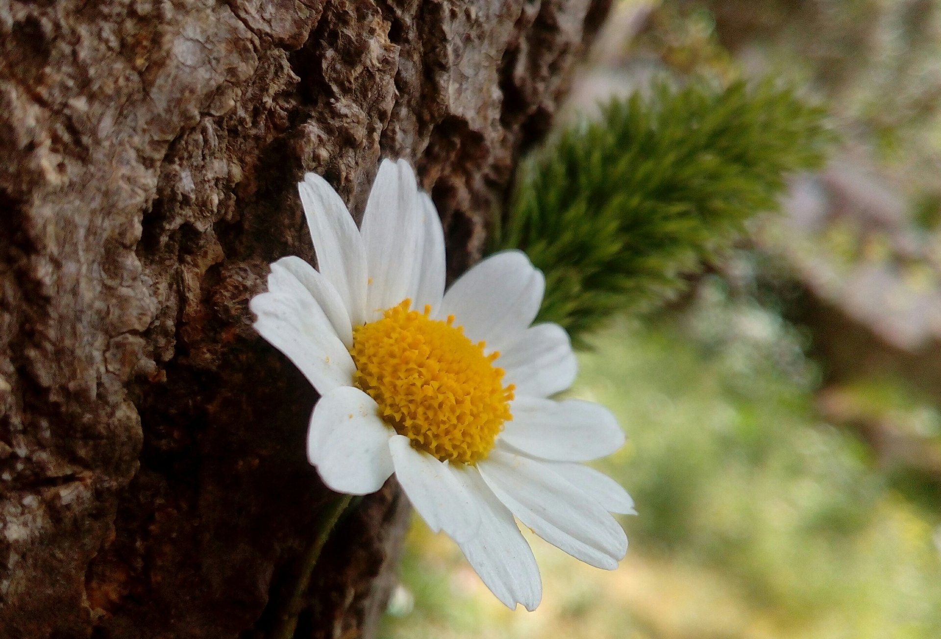  A small white flower