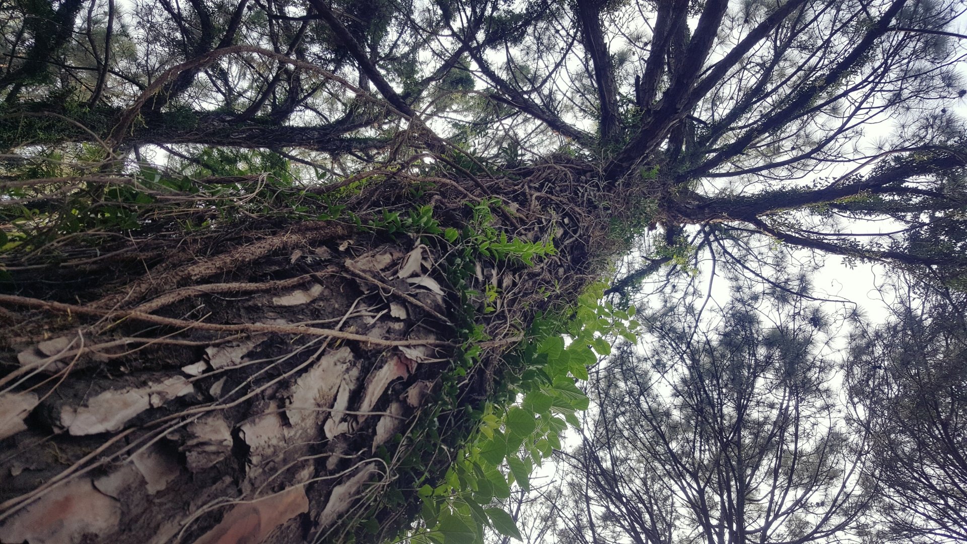 Pakistan nature tree Image