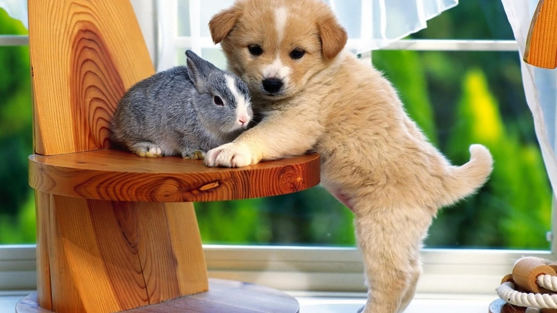 A cute puppy leans against a gray rabbit on a wooden bench near a window, capturing a warm moment between two adorable animals.