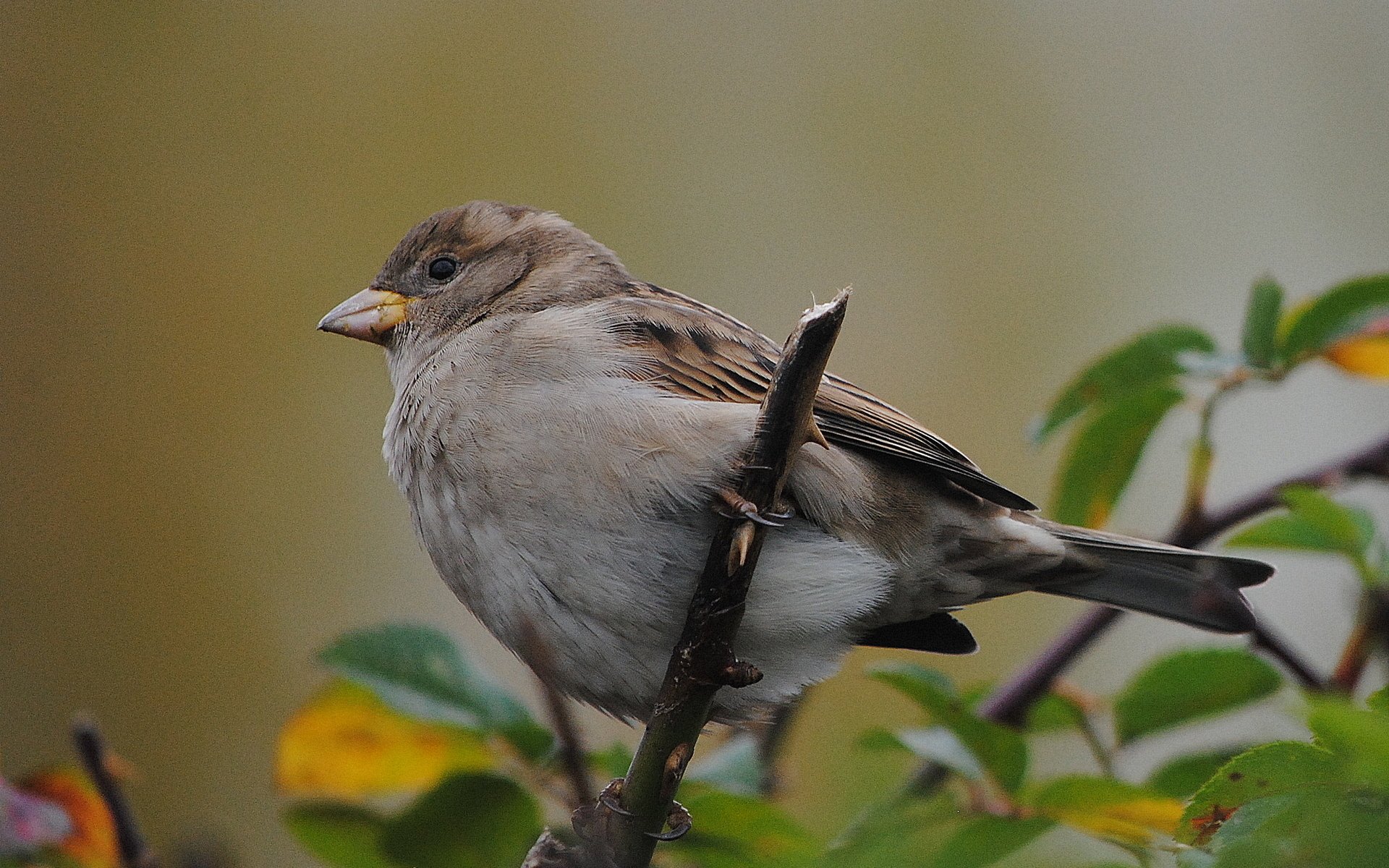 Sparrow Image - ID: 308703 - Image Abyss