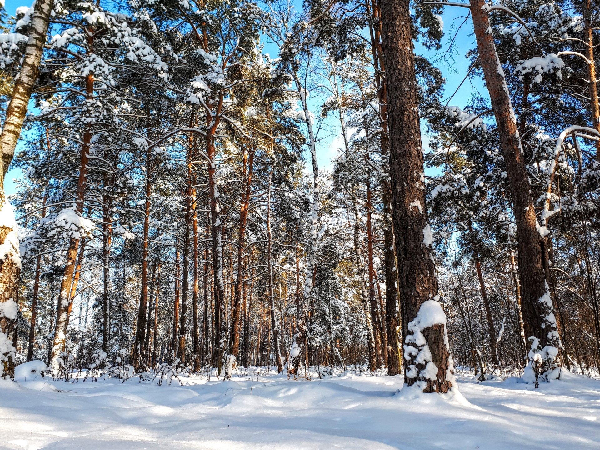 forest snow nature winter Image
