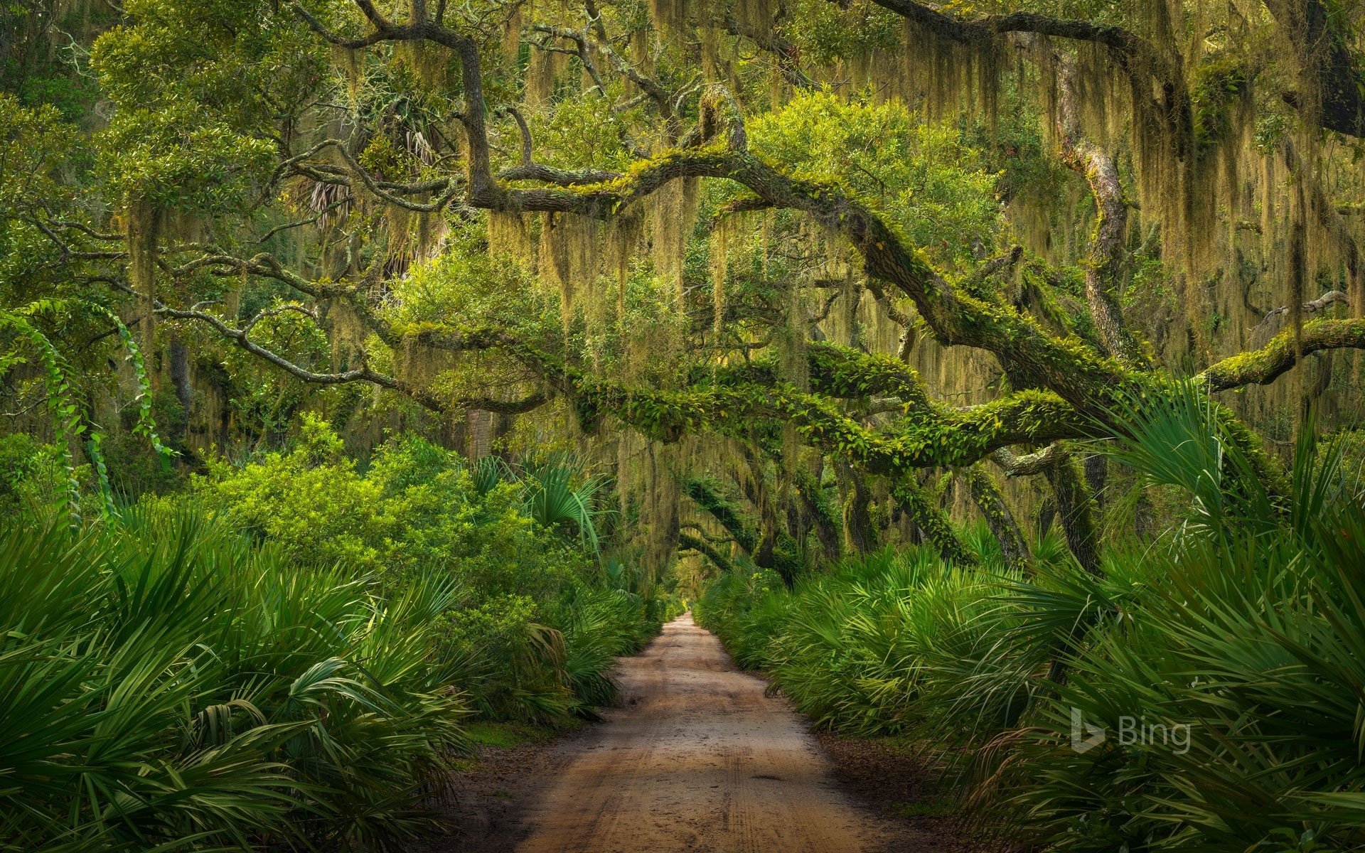 Download Georgia Cumberland Island Forest Nature Path Image