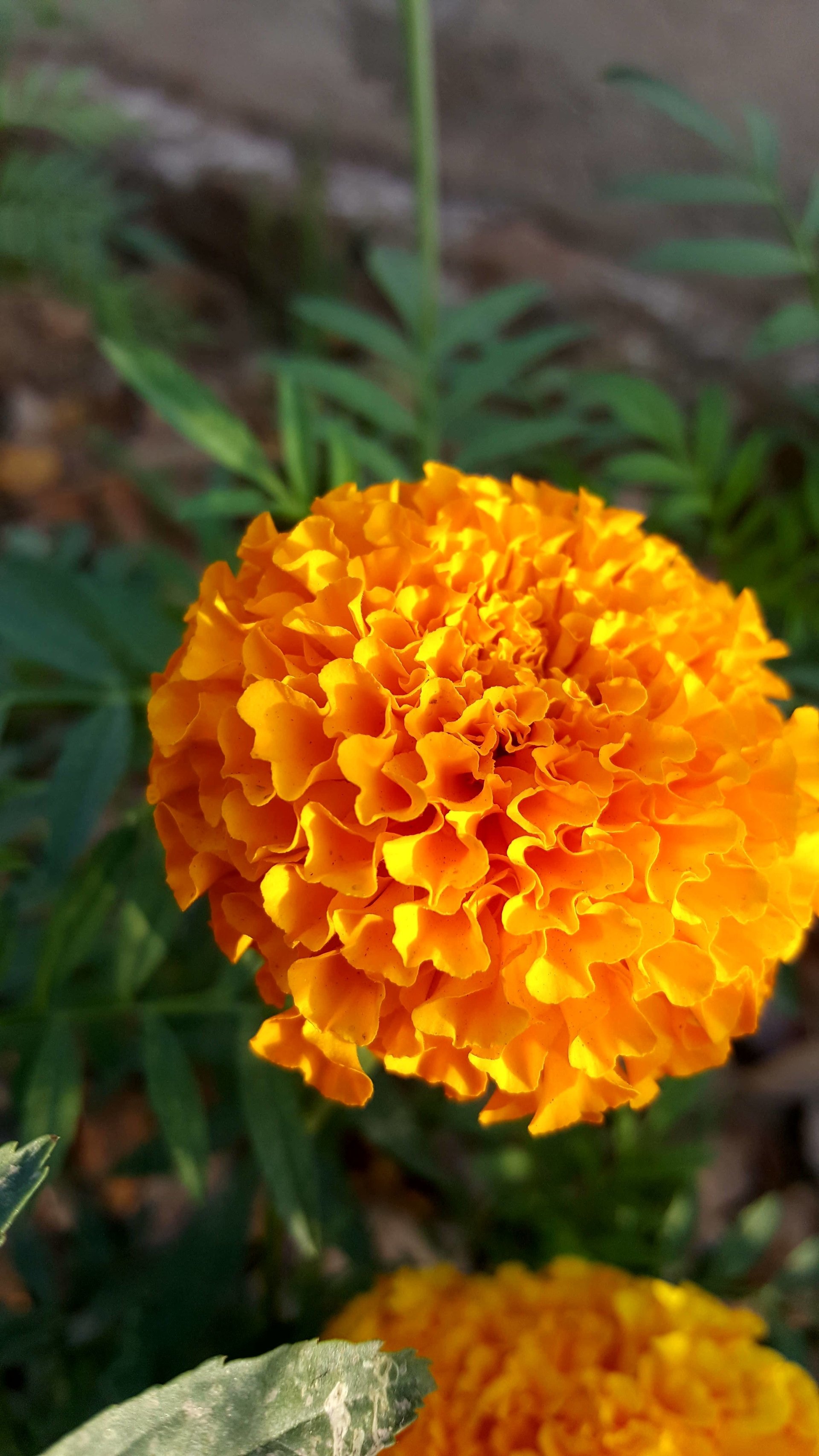 plant nature flower marigold Image