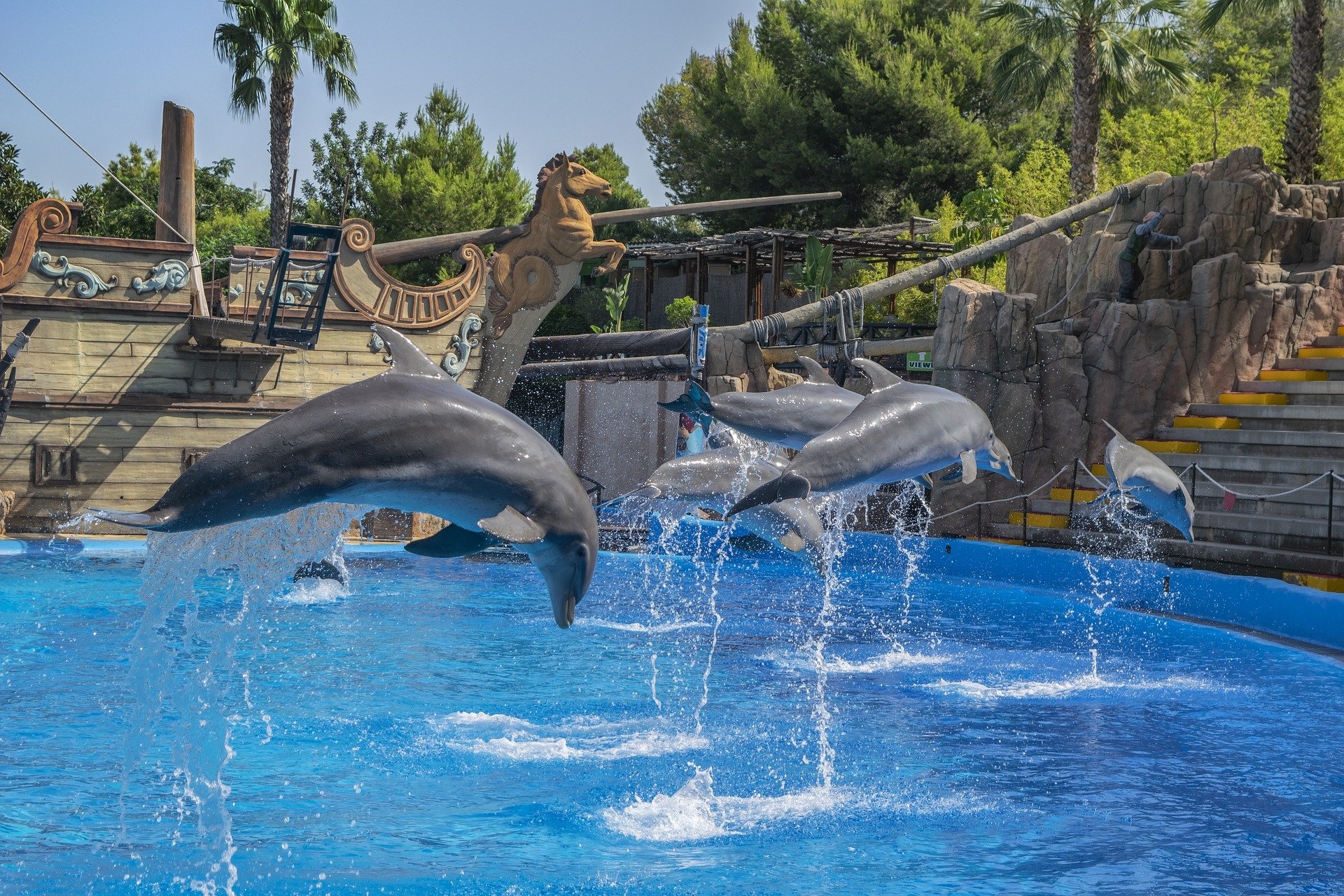  Dolphins at Mundomar, marine animal park located in Benidorm, in Costa Blanca, Spain. by enrique lopez