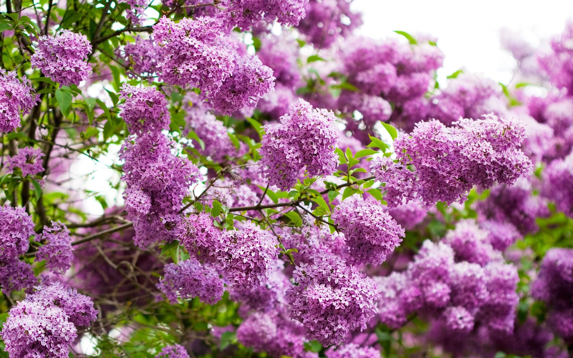 Download Nature Lilac Image