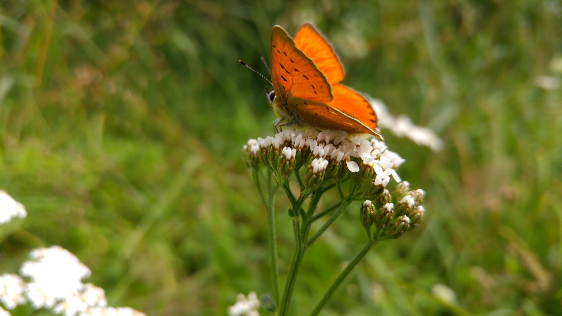 Animal butterfly Image