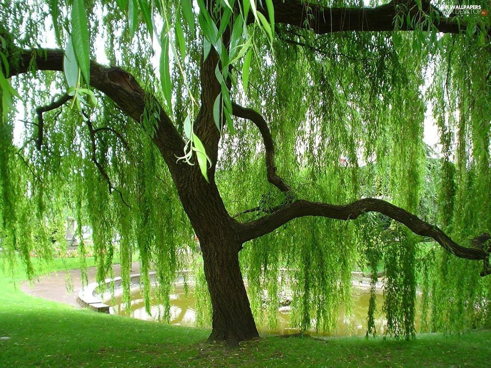 Weeping Willow Tree Image - ID: 30894 - Image Abyss