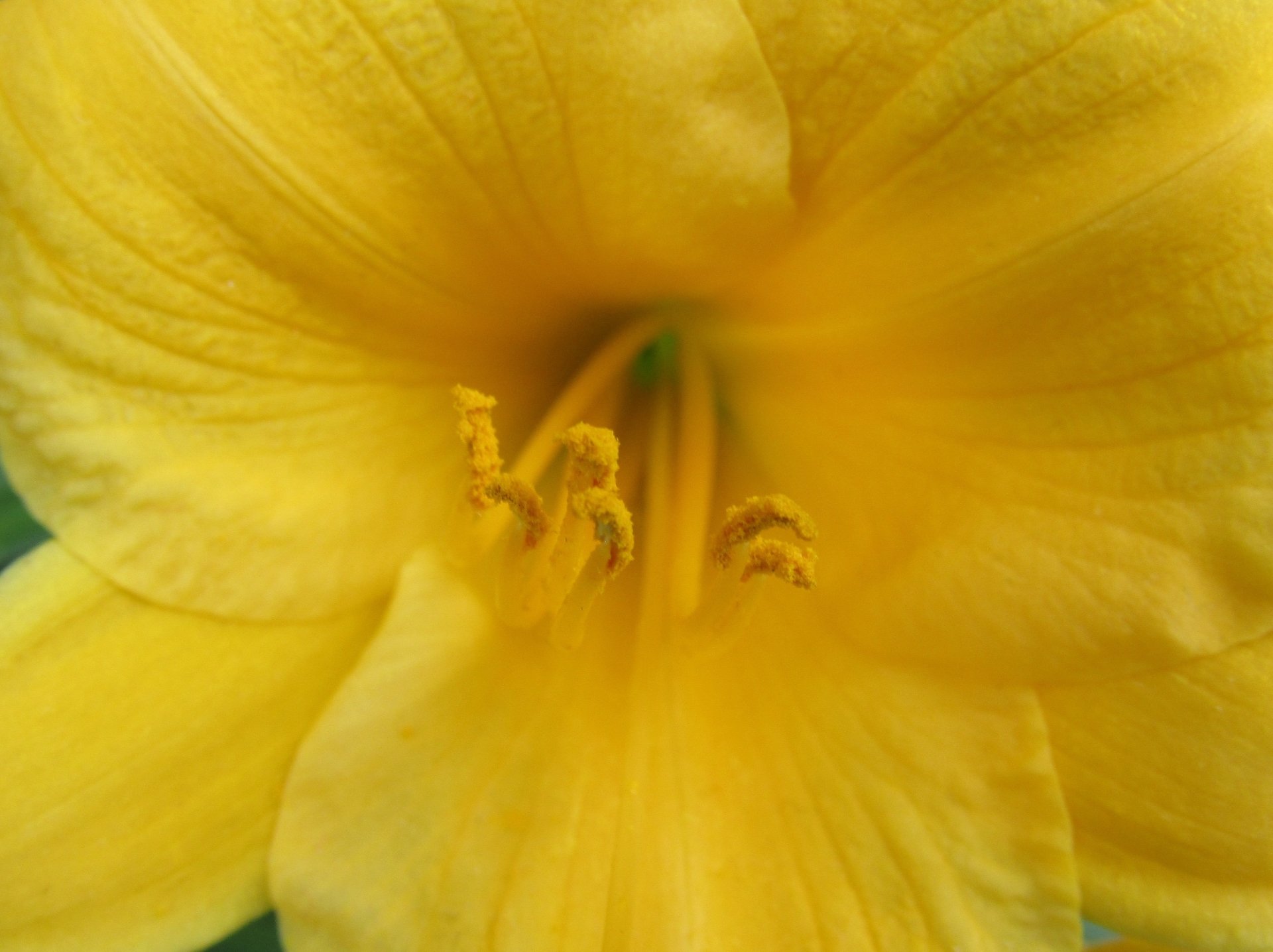 lily macro close-up yellow flower nature Amaryllis Image