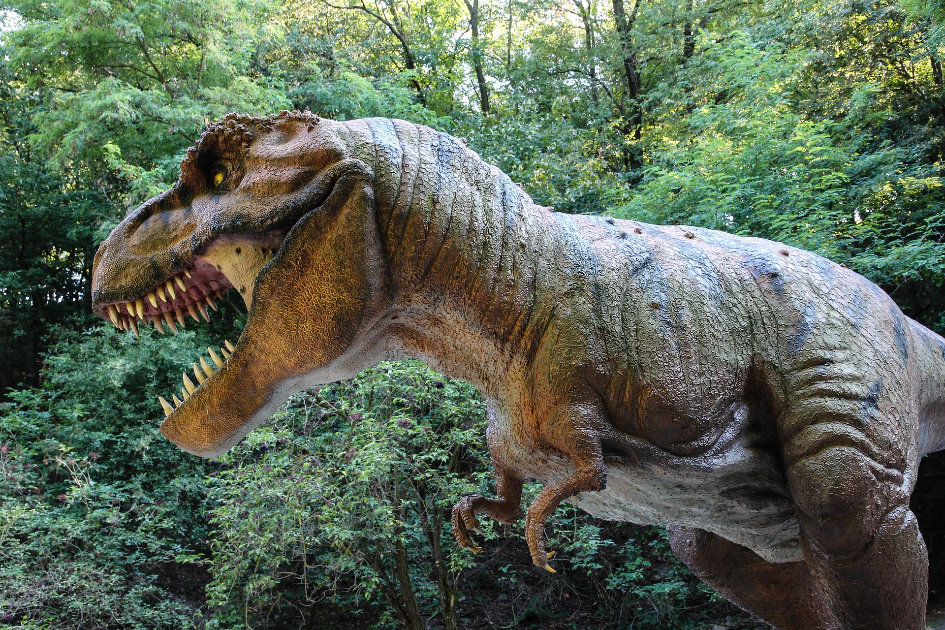 View, Download, Rate, and Comment on this Dino Park Tyrannosaurus Rex Image...