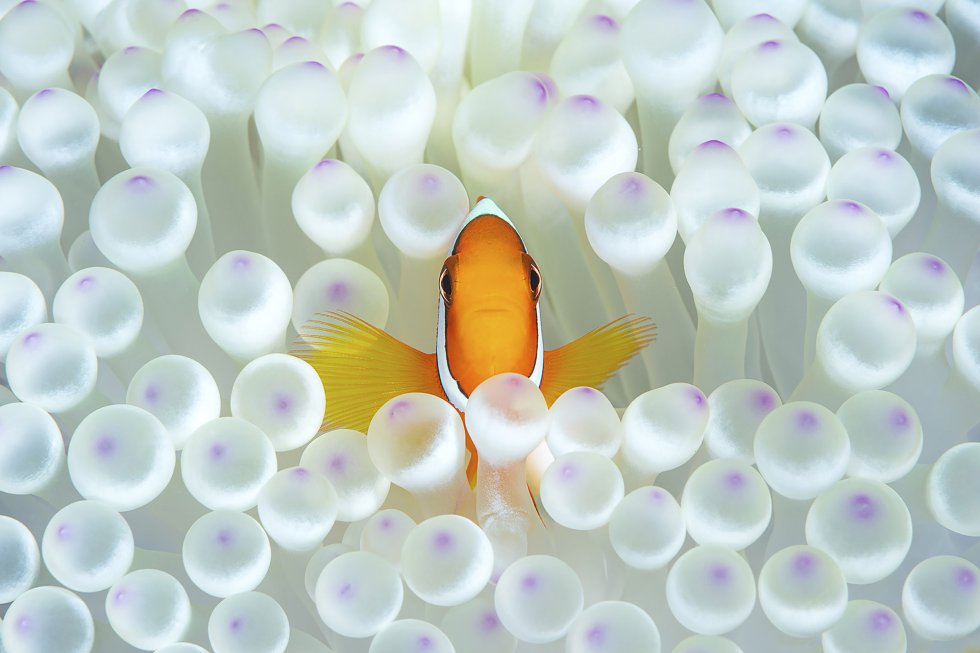 Clownfish Picture