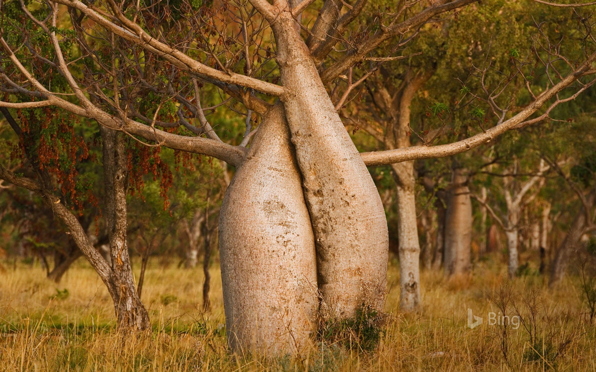 Australian Baobab Tree. Kimberley Region, Western Australia