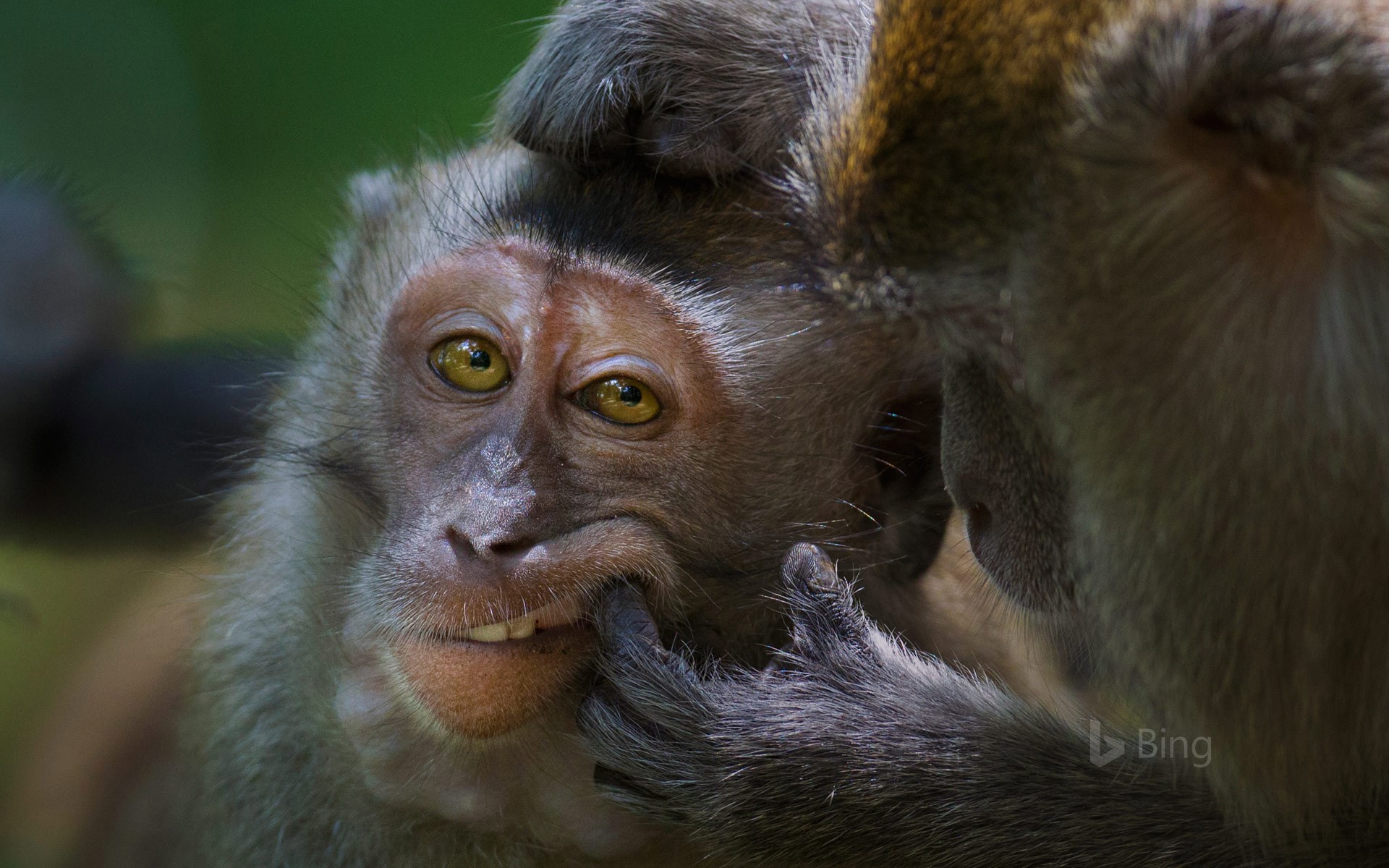 Crab-Eating Macaque Monkey in Bako National Park, Malaysia