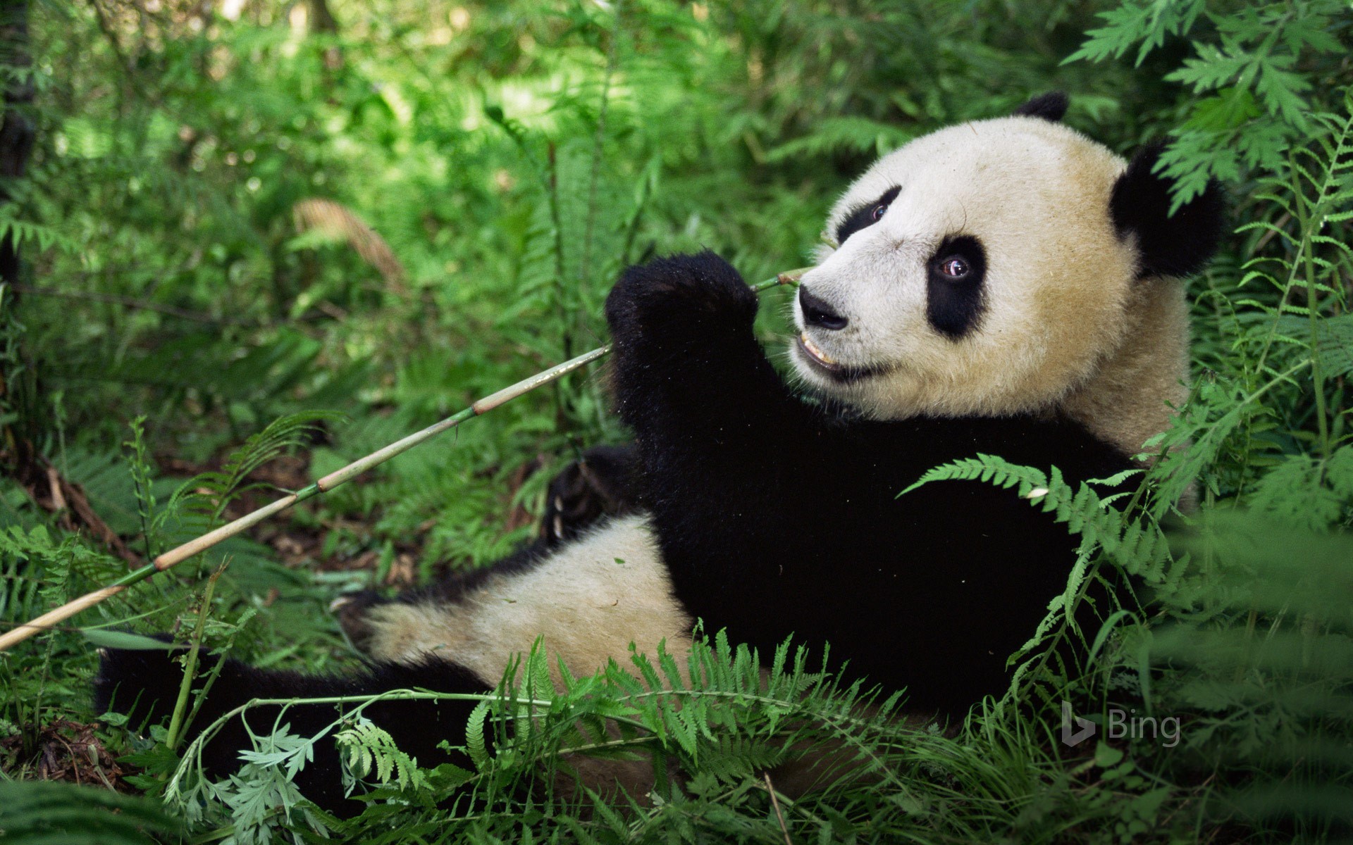 Giant Panda at Wolong National Nature Rreserve, Sichuan, China - Image