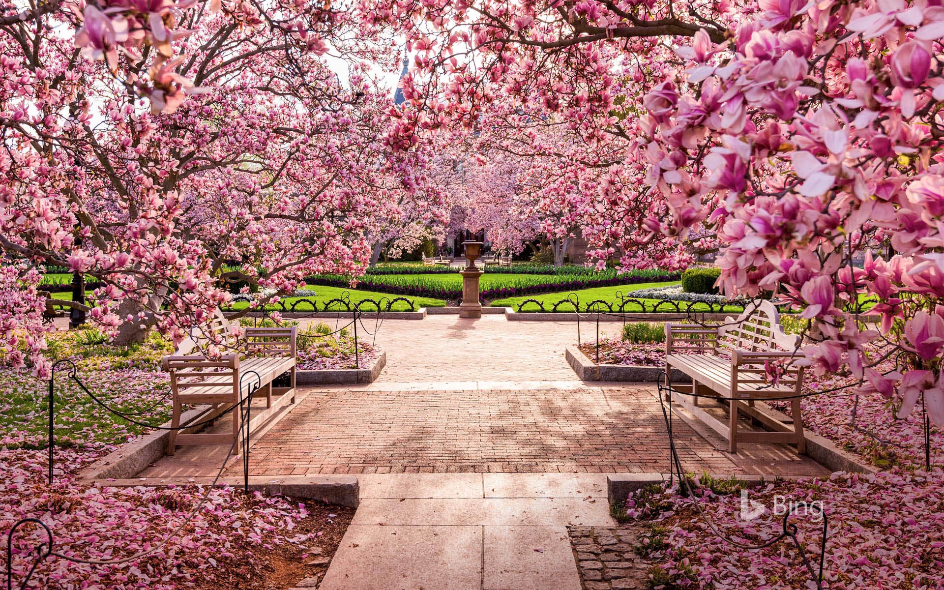Blossoms at the National Mall, Washington DC