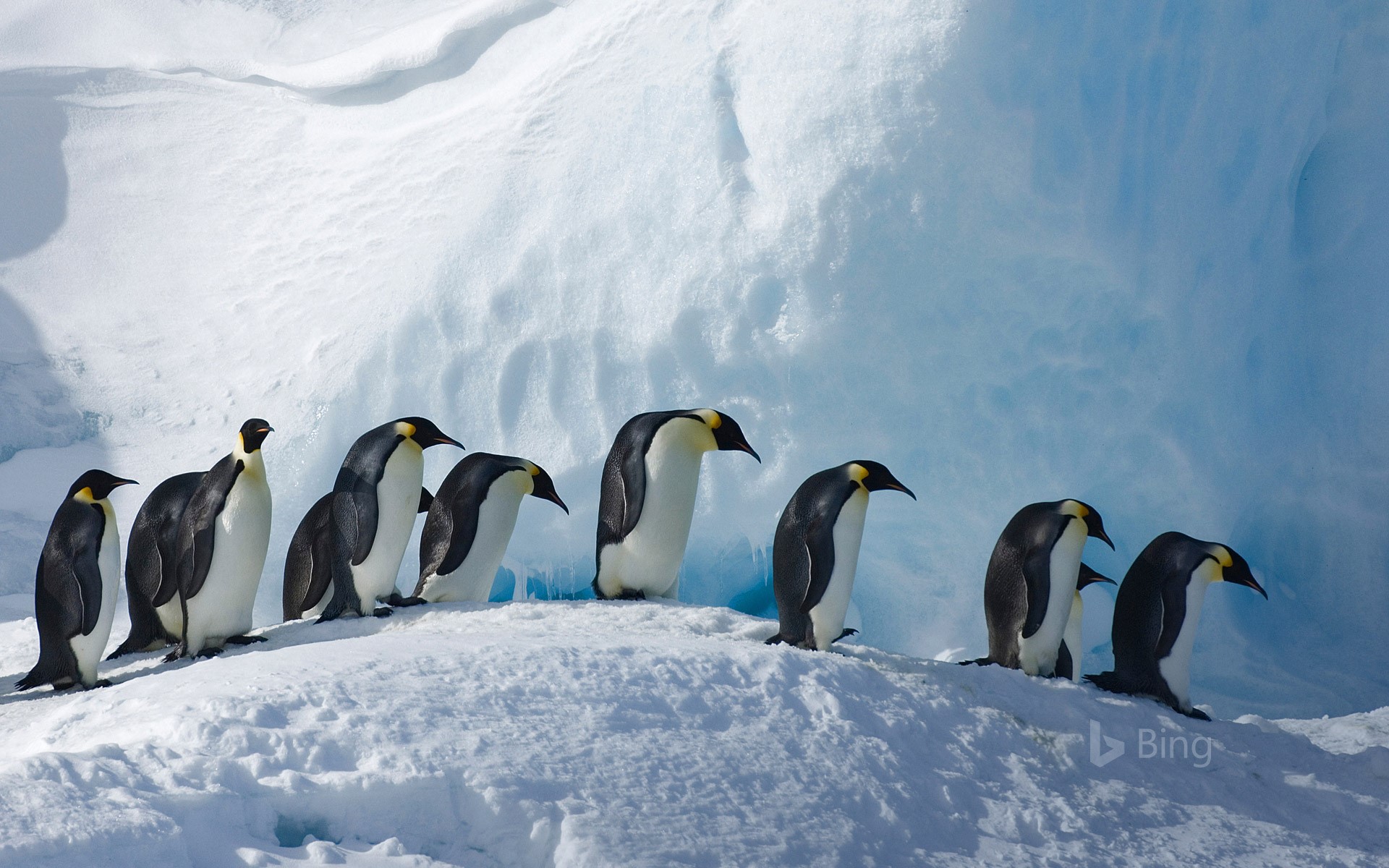Emperor Penguins on Snow Hill Island, Antartica