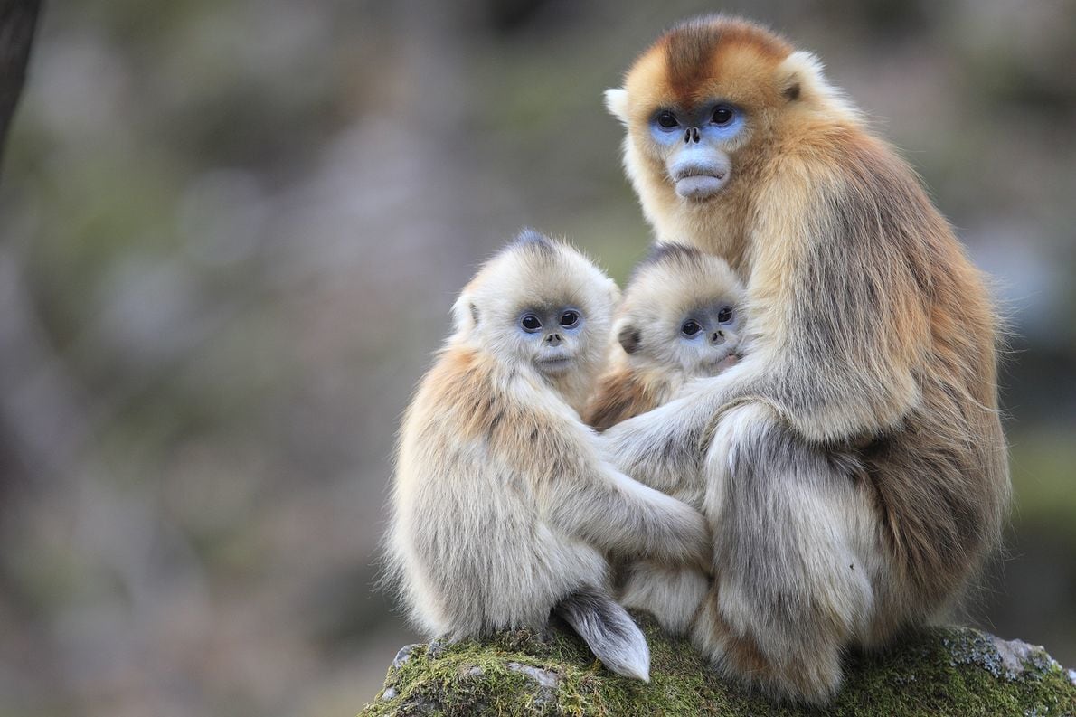 Golden snub-nosed monkey in China’s Qinling Mountains by Cyril Ruoso