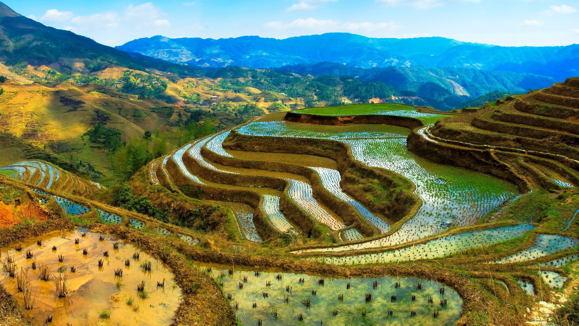 Rice Terrace Picture
