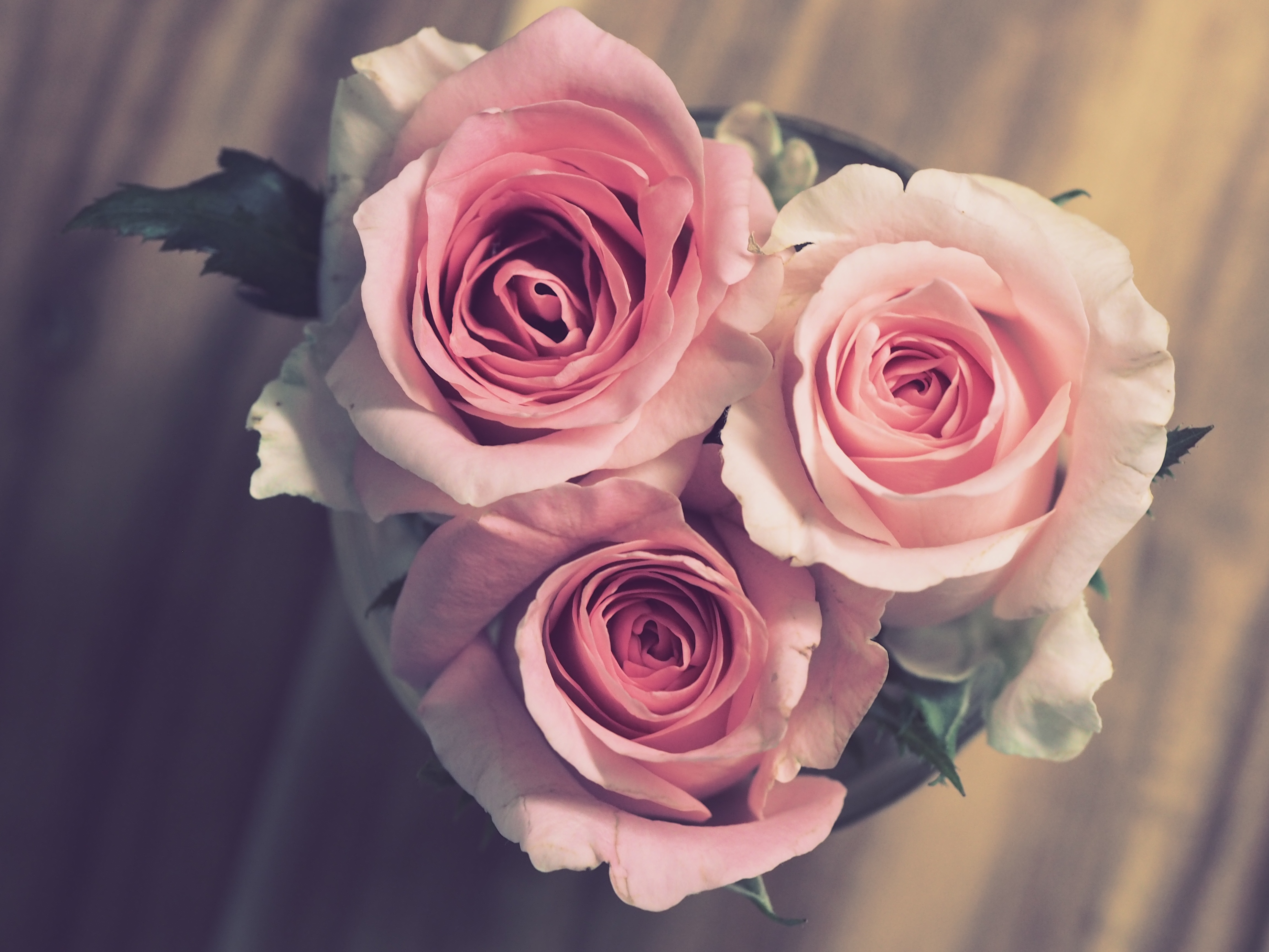 Pink roses bouquet by Jess Watters
