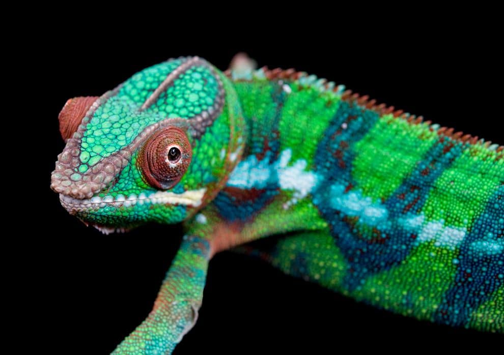 Chameleon Picture
