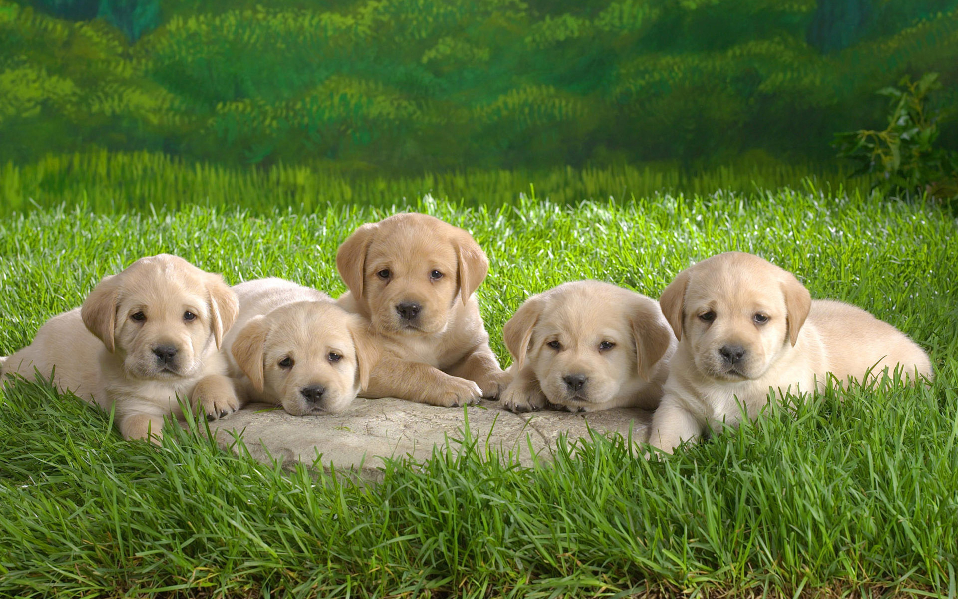 Five Cute Puppies - Image Abyss