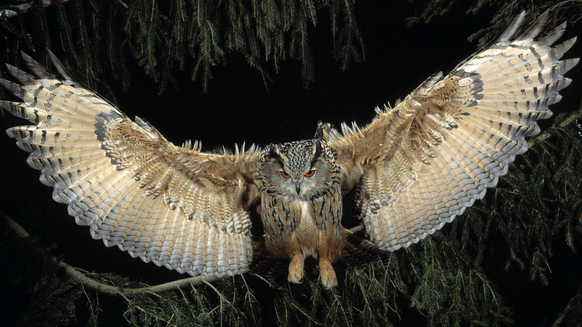 Owl in Flight Image Abyss