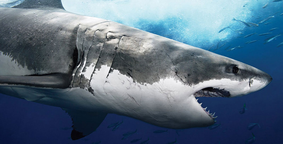 Great White Shark Picture