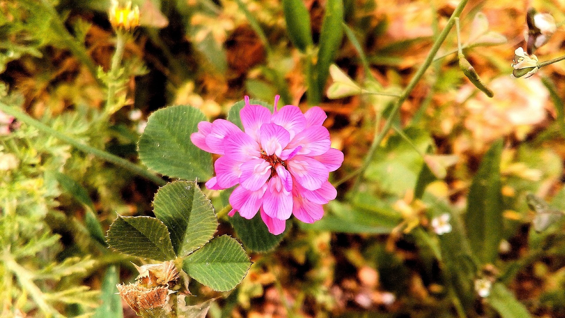  Pink flower