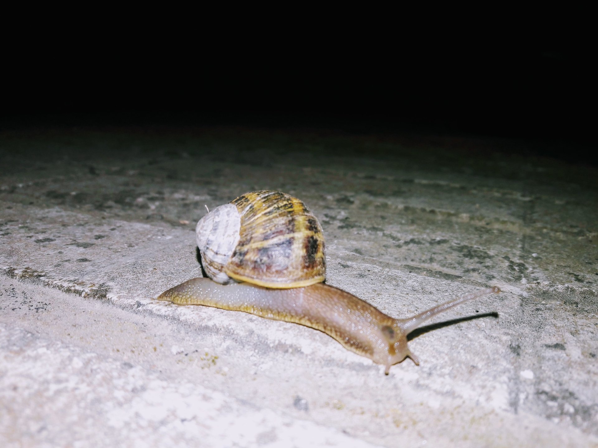 Animal snail Image