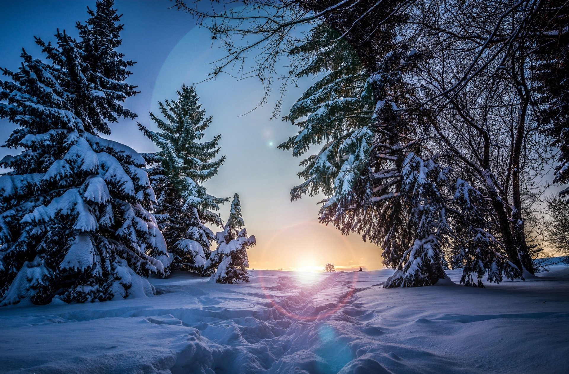 Winter trees covered in snow frame a vibrant sunset on the horizon, casting a warm glow over the snowy landscape in nature.