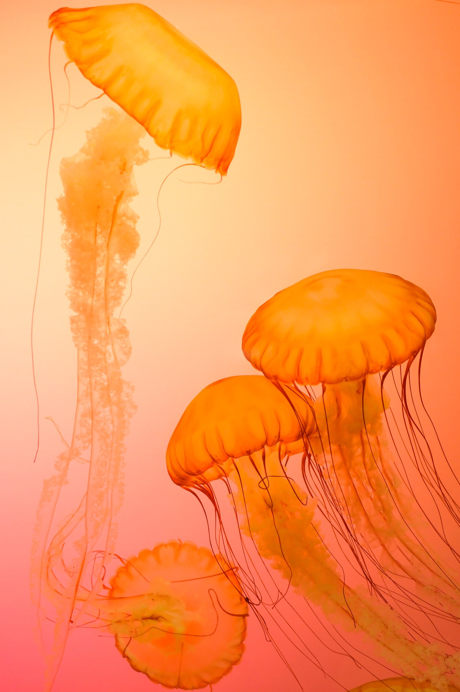 Animal jellyfish Image