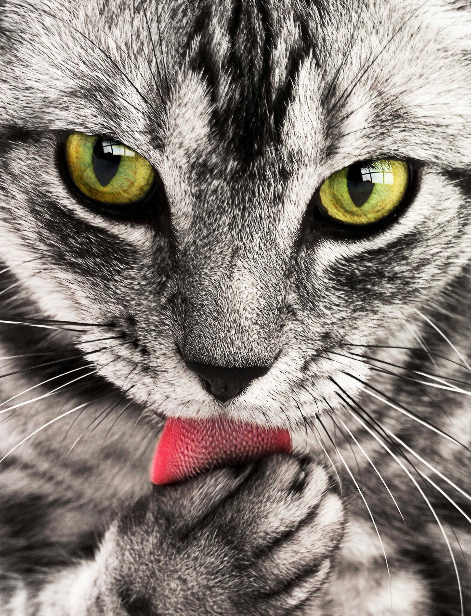  Kitten