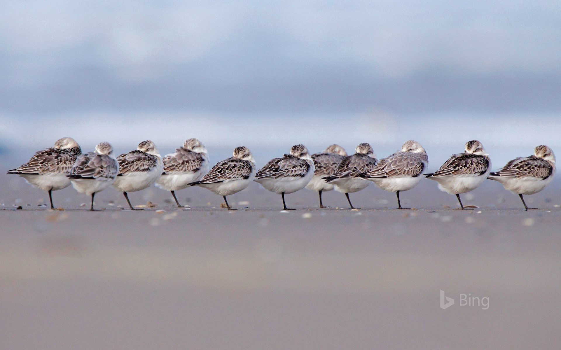  Sanderlings Sleeping on a Beach in Terschelling, Netherlands