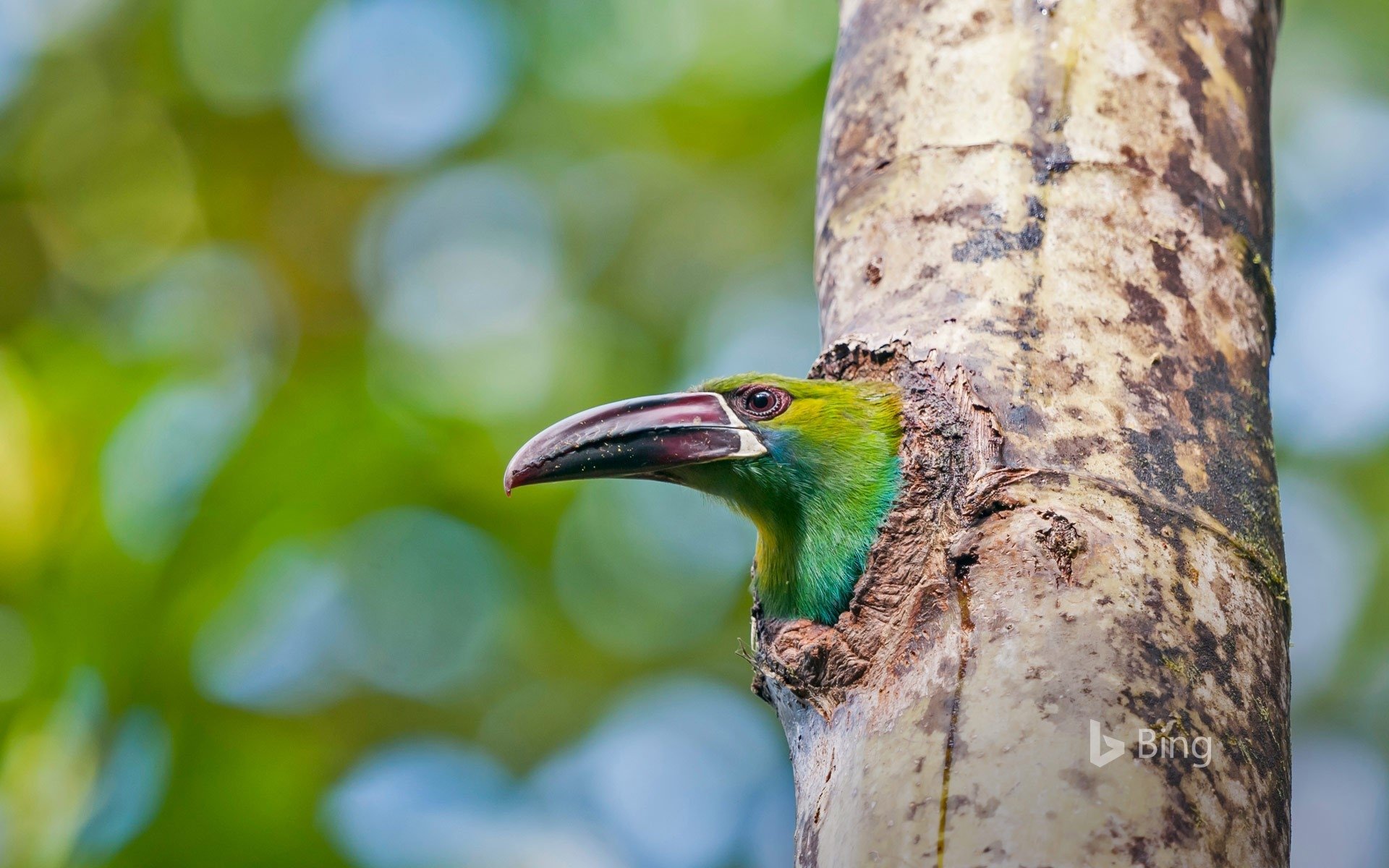  Crimson-Rumped Toucanet in the Rufugio Paz de Las Aves, Ecuador