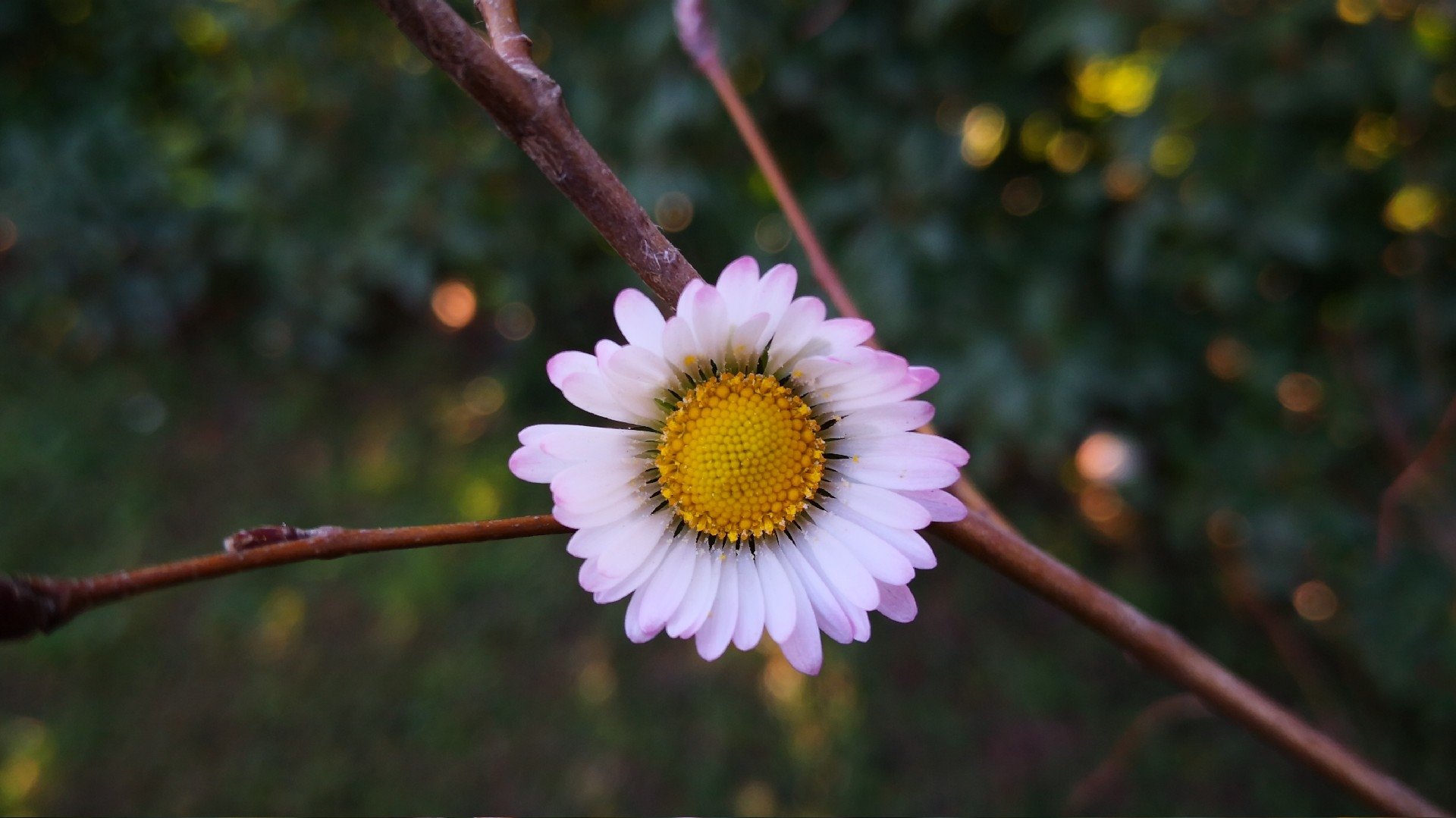 daisy flower nature camomile Image