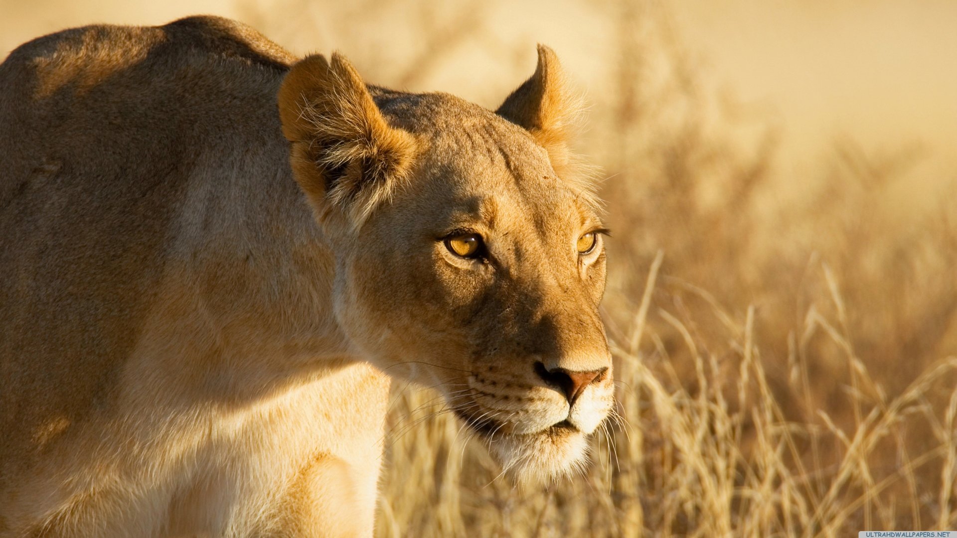 A lioness stands alert in dry grass, her focused gaze piercing the golden light of the savanna.