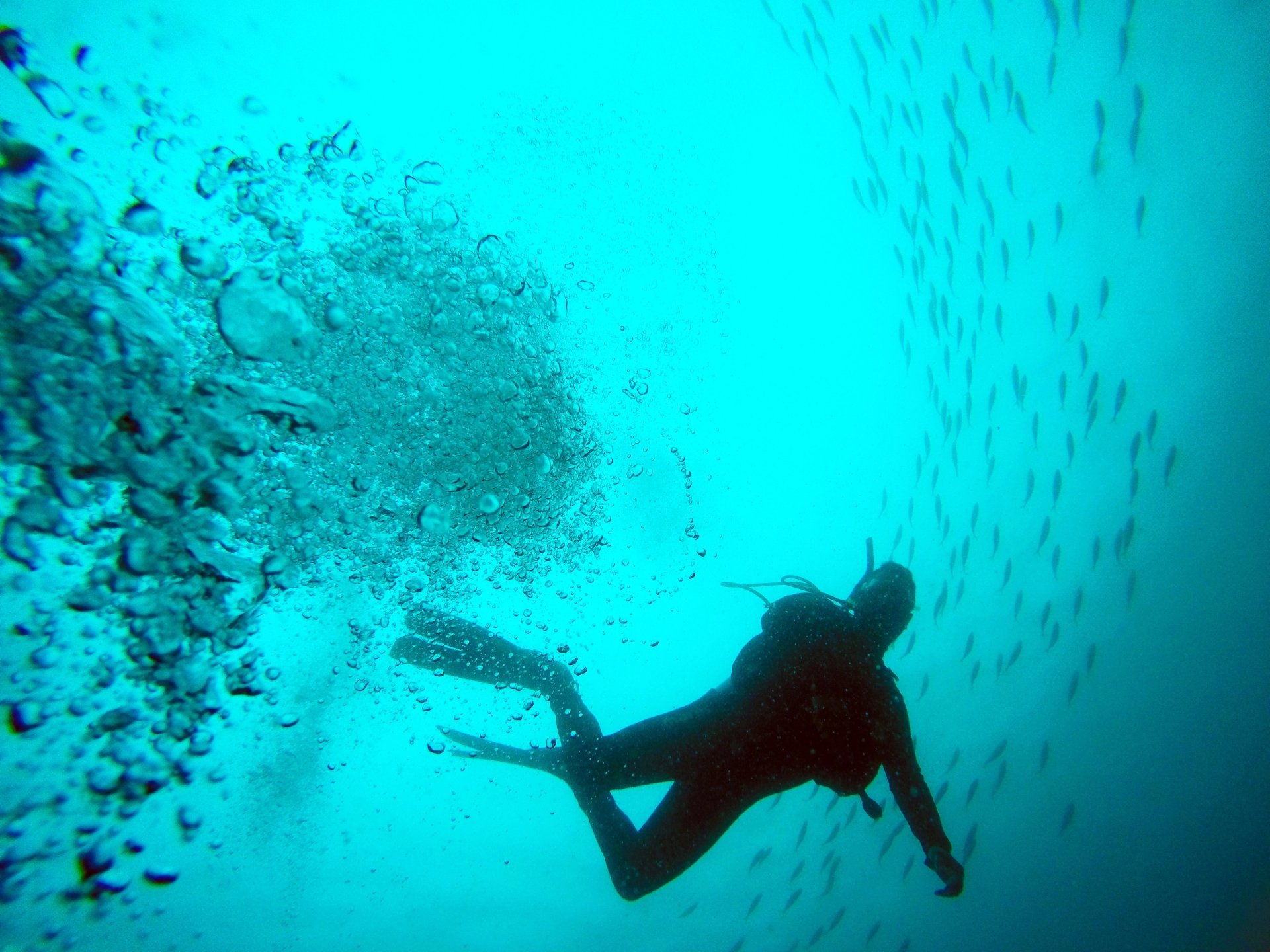 sea scuba diving Sports Image