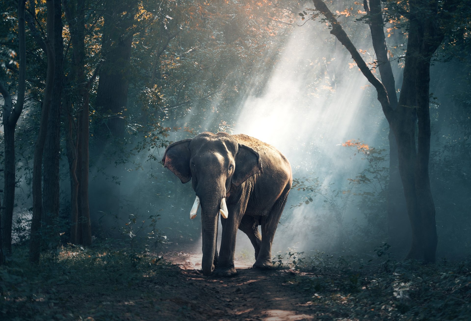  Lone elephant by Sasin Tipchai