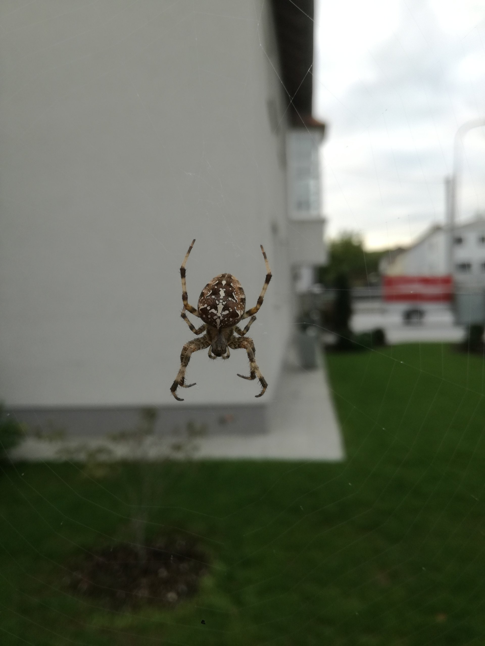  Spider - the king of building webs