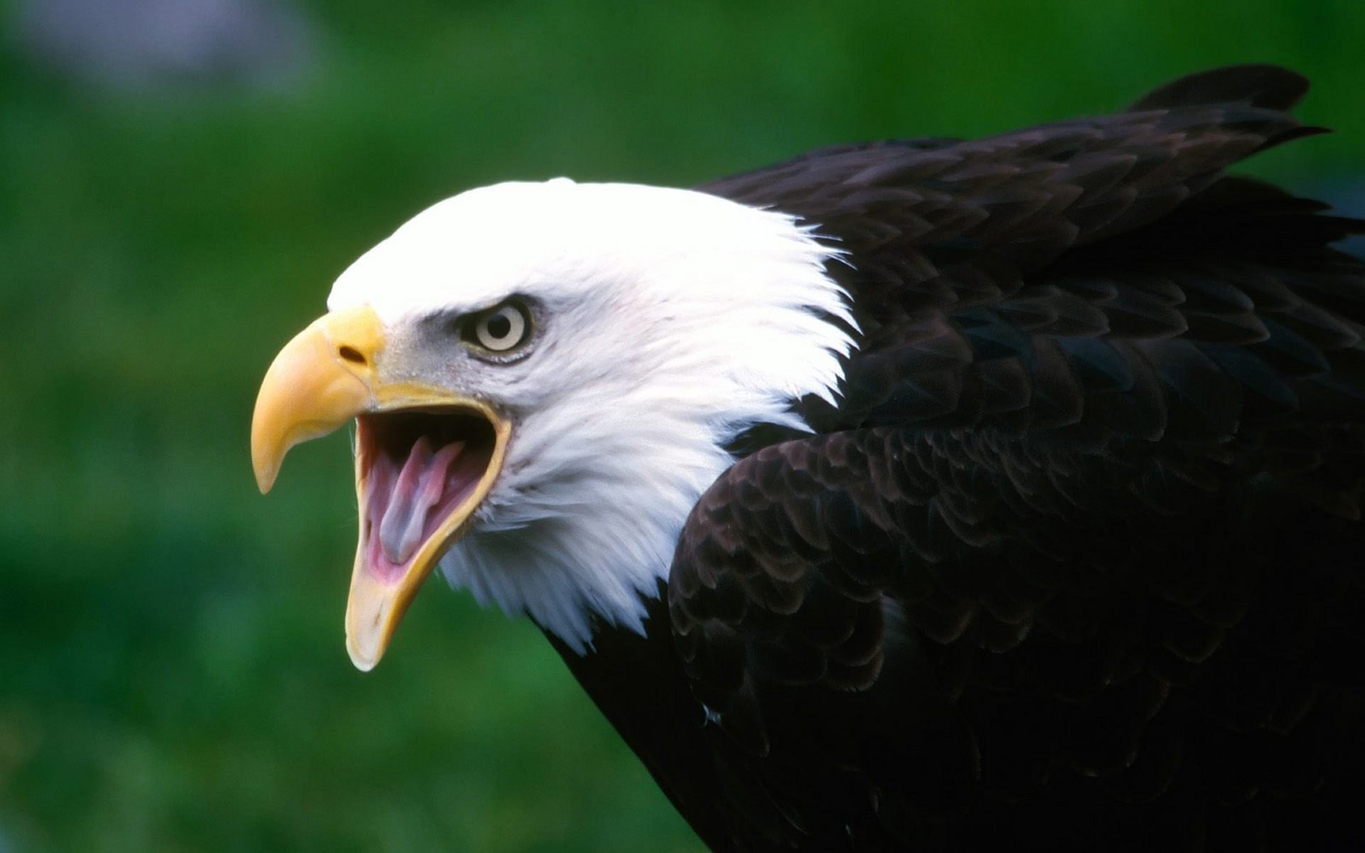 Close-up of a bald eagle with its beak open, showcasing its sharp features against a blurred green background.