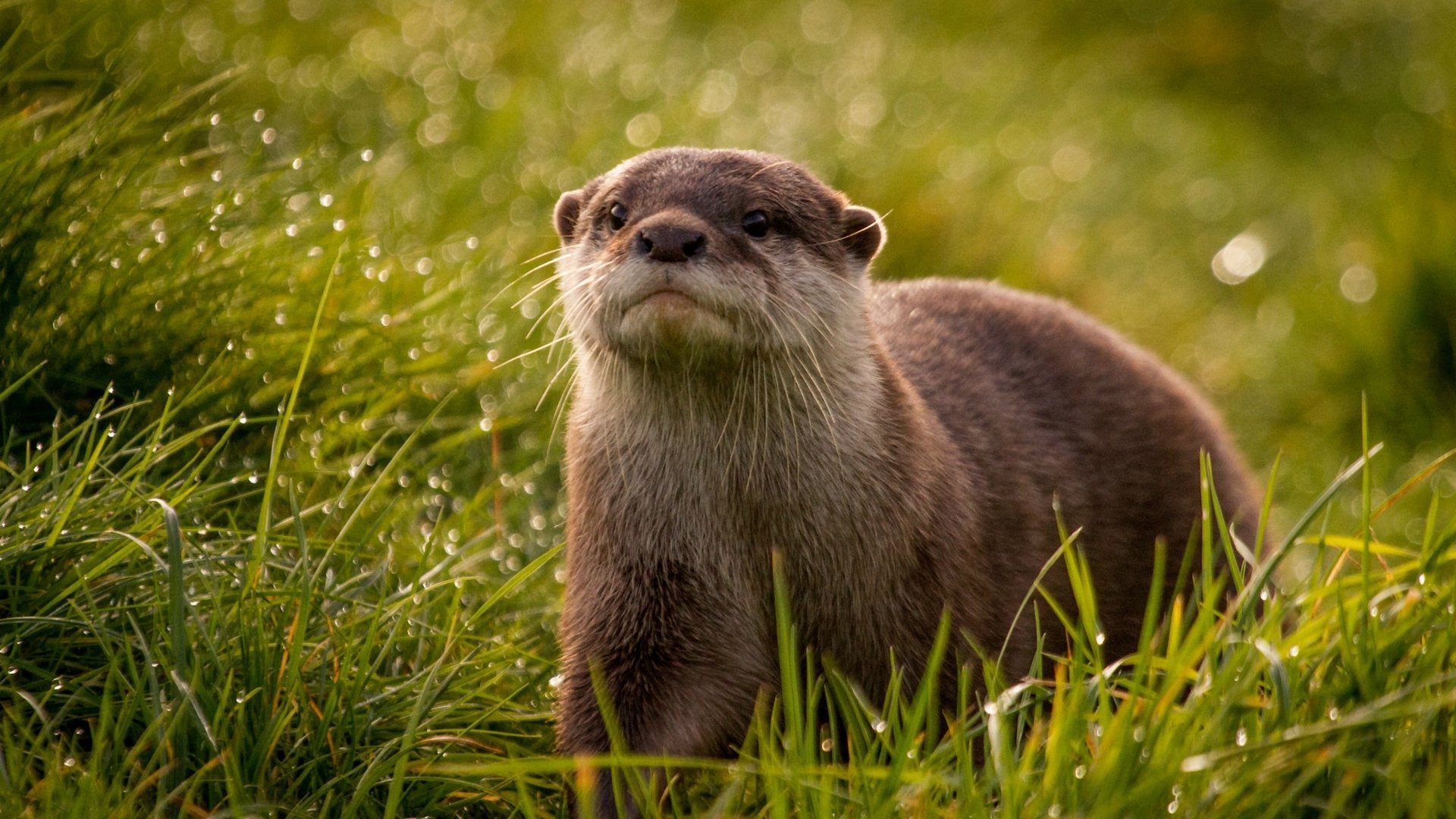 The giant river otter has returned to Argentina - Lonely Planet