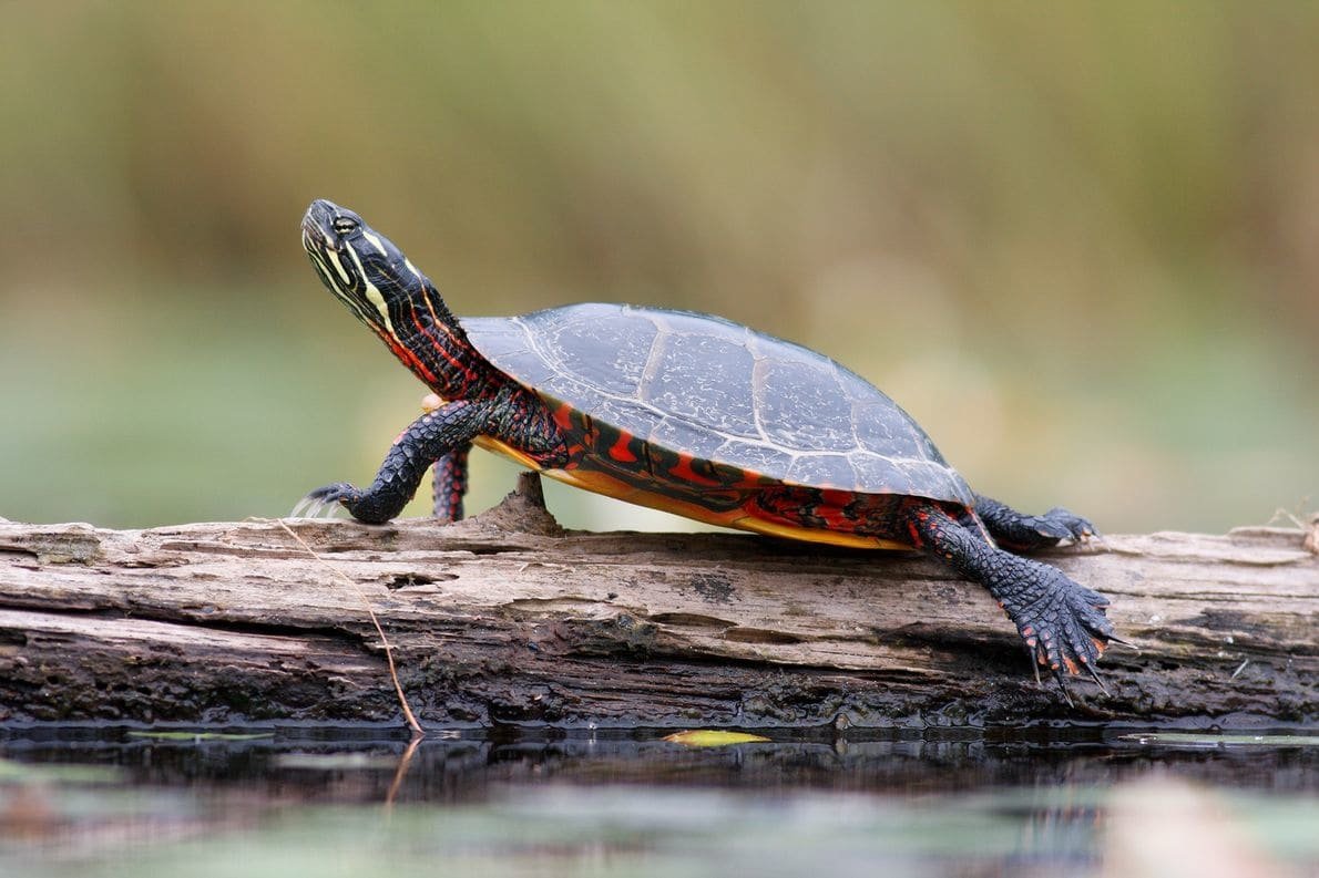 Download Animal Turtle Image