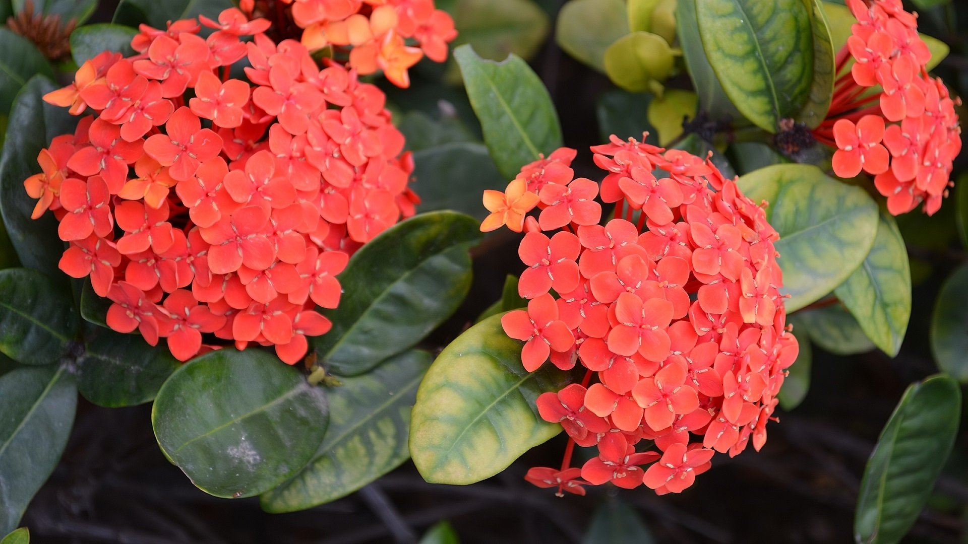  Orange Flowers in Brisbane Australia