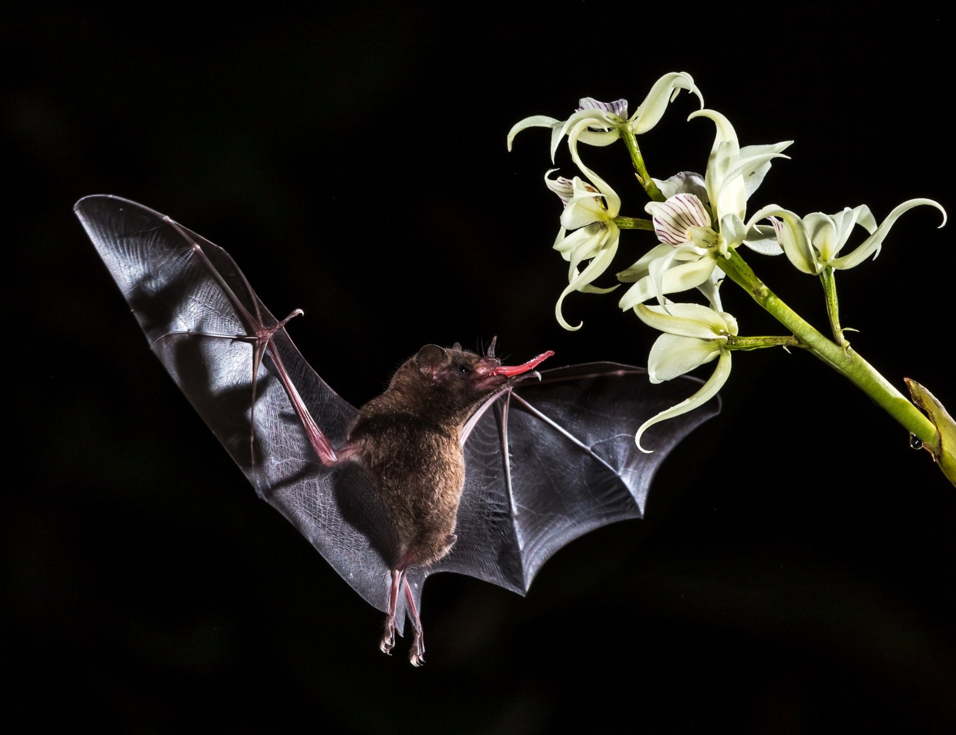 flower Animal bat Image