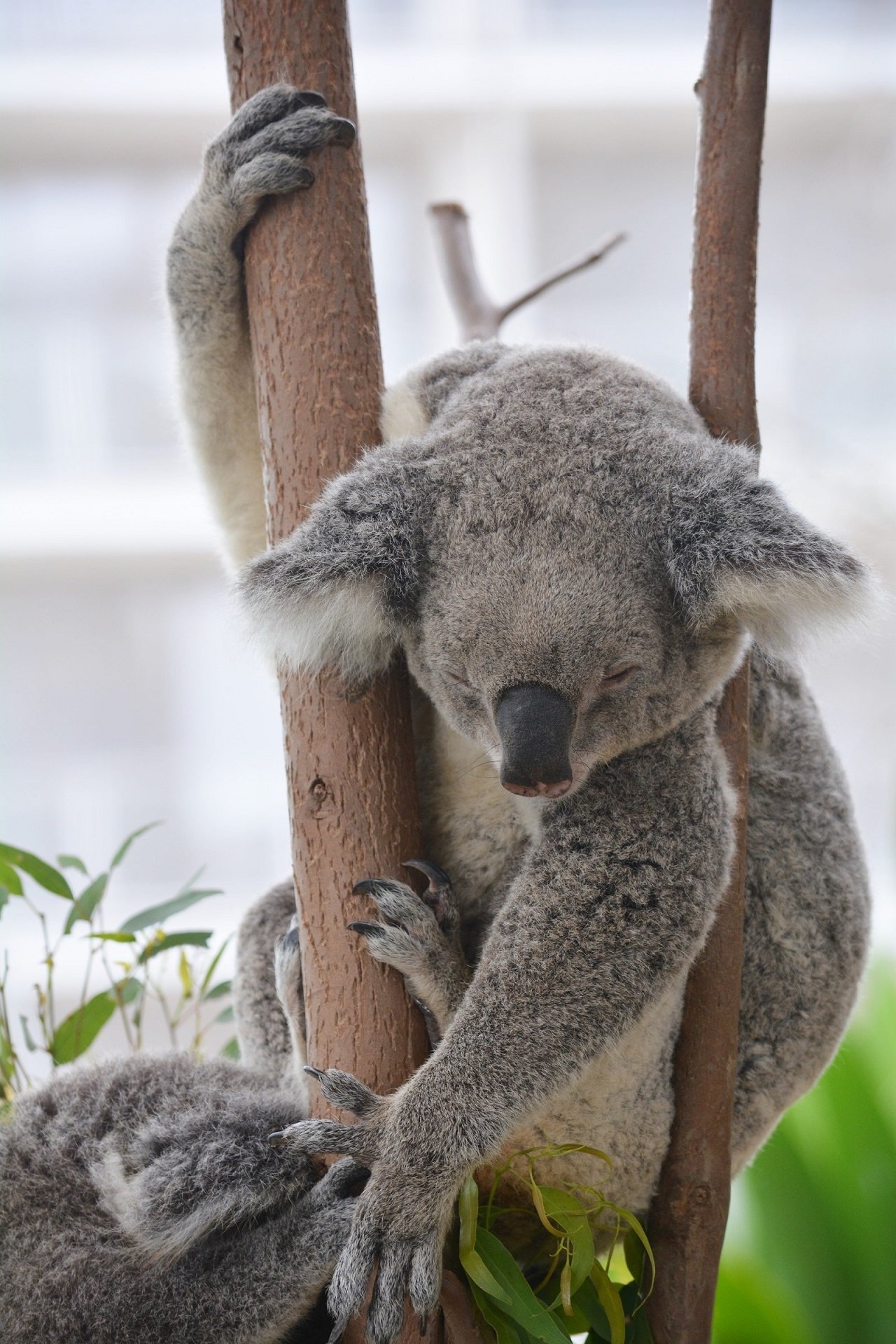 Sleeping Koala Image - ID: 309771 - Image Abyss